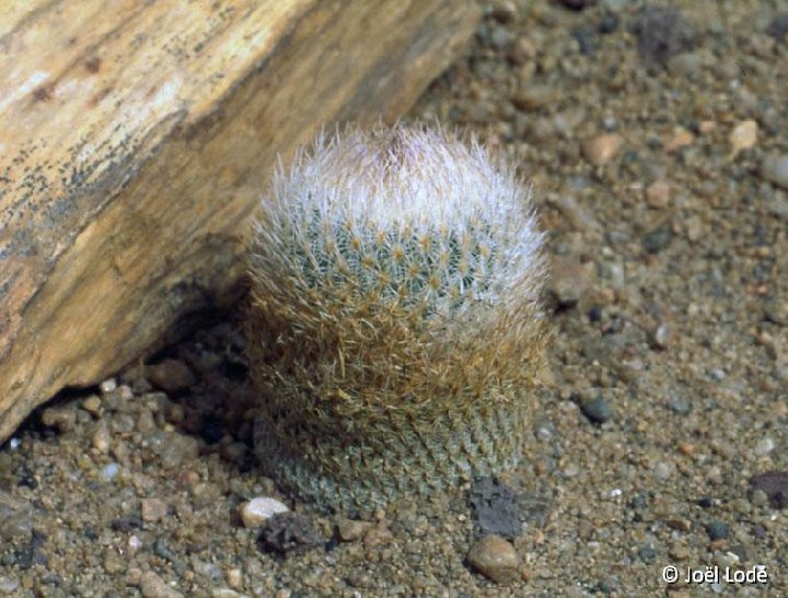 Epithelantha greggii ©JL1487